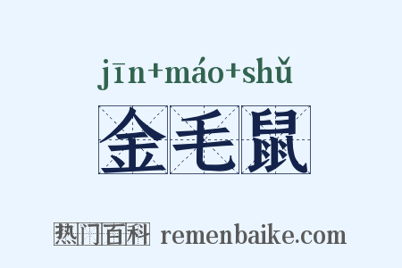 金毛鼠是什么意思的图片